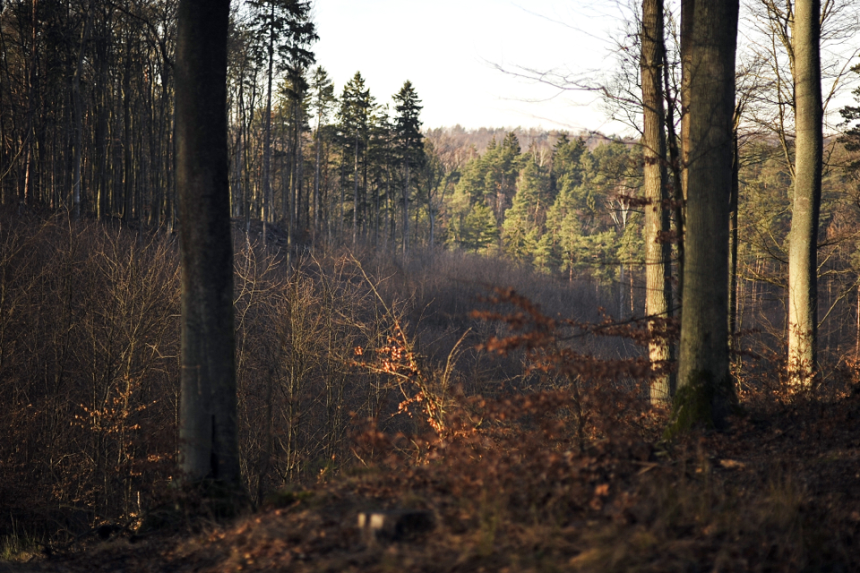 sesja-w-lesie