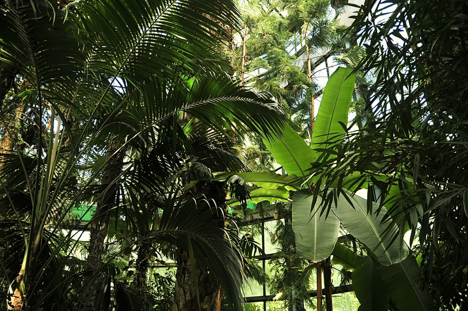 palmiarnia-park-oliwski