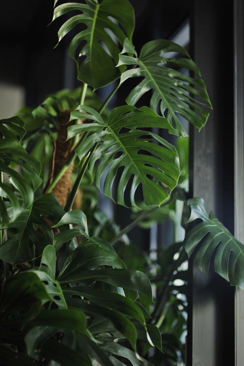 monstera-flower-interior-design-inspiration