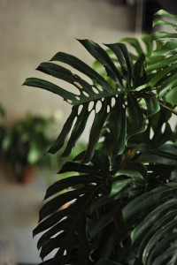 monstera-we-wnętrzu-inspiracja