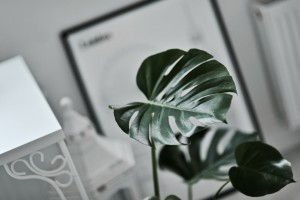 monstera-flower-kwiat